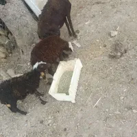 شیشک