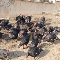 بوقلمون محلی