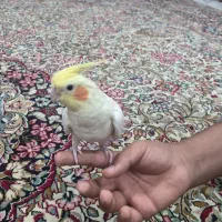 عروس هلندی