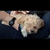 سگ توی پودل|سگ|بندرعباس, |دیوار