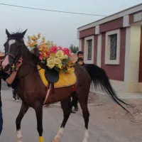 اسب مادیان سواری پنج نشون