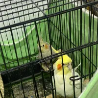 طوطی عروس هلندی دستی سخنگو|پرنده|رباطکریم, رباطکریم|دیوار