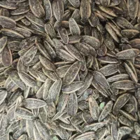 تخمه خوی