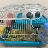 واگذاری رایگان همستر