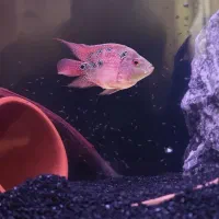 فلاور هورن ماده مولد