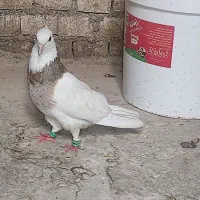 کبوتر
