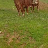 گاو و گوساله