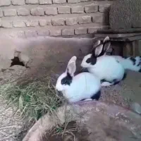فروش خرگوش