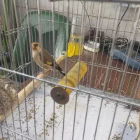 سهره ماده|پرنده|رباط‌کریم, الارد|دیوار