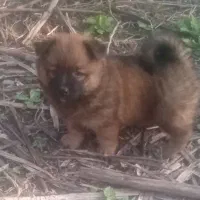 3عدد.توله  سگ پامر خرسی بانمک و ناز