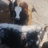 گوساله ماده بره