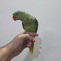 جوجه شاه طوطی دوماهه