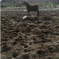 کره مادیون کرد