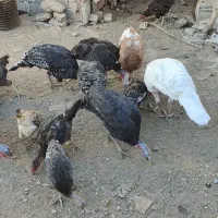 بوقلمون  ماده|حیوانات مزرعه|کرمانشاه, |دیوار