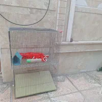 قفس پرنده
