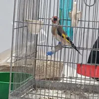 جوجه سهره سال