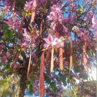 انواع نهال های تزئینی و گل های زیبا برای باغ آرایی|گل و گیاه طبیعی|تهران, شهرک گلها|دیوار