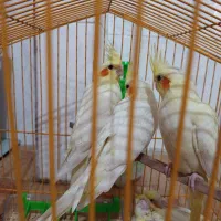 عروس لوتینو بهمراه دوجوجه