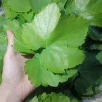 برگ مو تازه