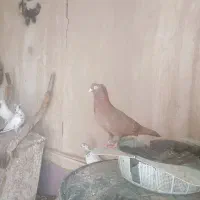 نوچه صرب و زاغ آبادانی|پرنده|جیرفت, |دیوار