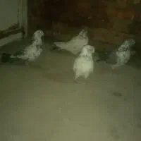 کبوتر ۸۰ تا ۱۵۰|پرنده|جیرفت, |دیوار