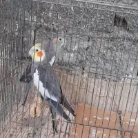 یک جفت عروس قیمت بسیار مناسب
