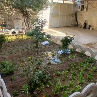 خدمات باغبانی|خدمات باغبانی و درختکاری|اهواز, کیانپارس |دیوار