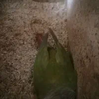 گرینچیک|پرنده|زهک, |دیوار