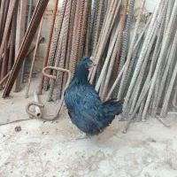 فروش مرغ و خروس محلی|حیوانات مزرعه|شیراز, محمدیه|دیوار