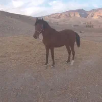 سلام یک عدد مادیان کرد