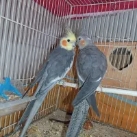 تعدادی ماکت پرنده