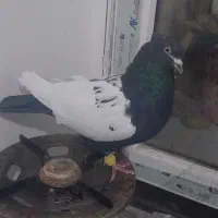 پرنده رنگی|پرنده|فولادشهر, مسکن مهر فولادشهر|دیوار