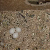 عروس هلندی سخنگو