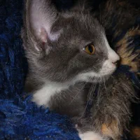 گربه ای نژاد دار