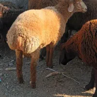 دام زنده