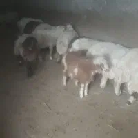 بره نر امسال و تعدادی گوسفند ۳و۴ساله