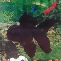 گلفیش با گرید عالی و رنگ درجه ۱|ماهی|تهران, باغ خزانه|دیوار