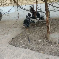 مرغ خروس گلین زیبا