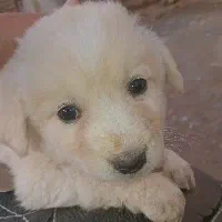 پا کوتاه فروش