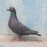 پلاکی مسافتی عراق نامبروان درجه یک