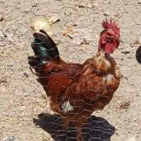 خروس گردن لخت فوتبالیست