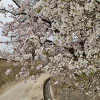 اجاره دهبالا طرزجان منشاد سانیج مهریز زارچ تفت