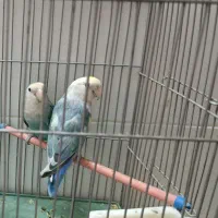 طوطی کوتوله(برزیلی)