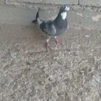 ابلغ اهوازی نسل بتن نر