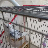 عروس هلندی سخنگو
