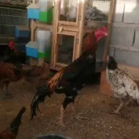 لاری|حیوانات مزرعه|مشهد, توس فردوسی|دیوار