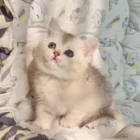 بریتیش شورت هیر|گربه|تهران, شهرک آزمایش|دیوار