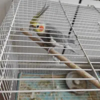 عروس هلندی خاکستری سخنگو بالغ