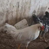 خروس