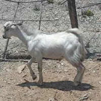 کهره نر